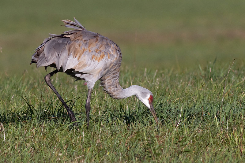 sandhill crane 166