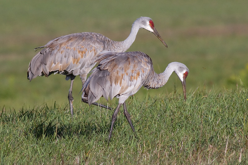 sandhill crane 168
