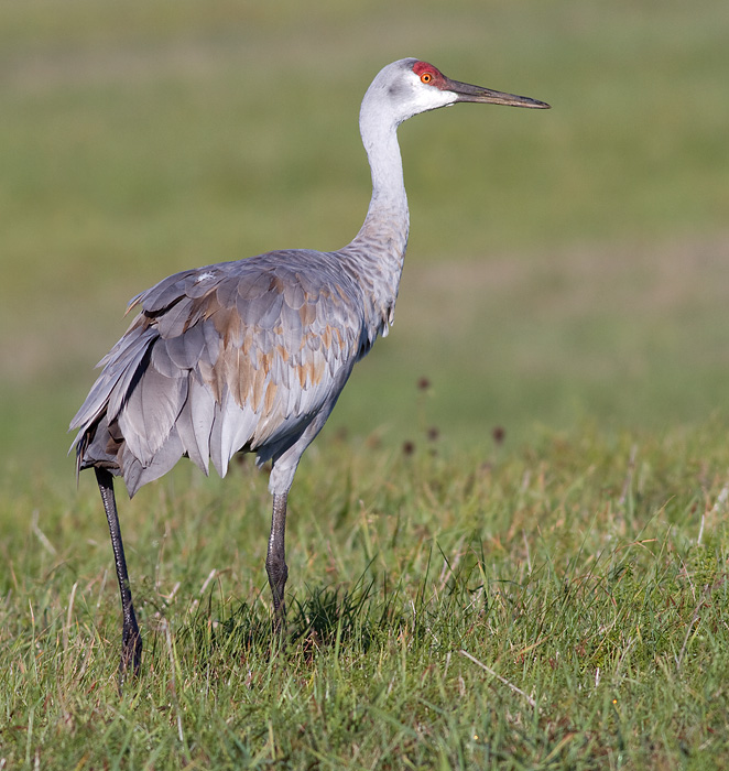 sandhill crane 172