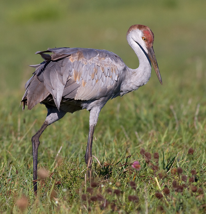 sandhill crane 173