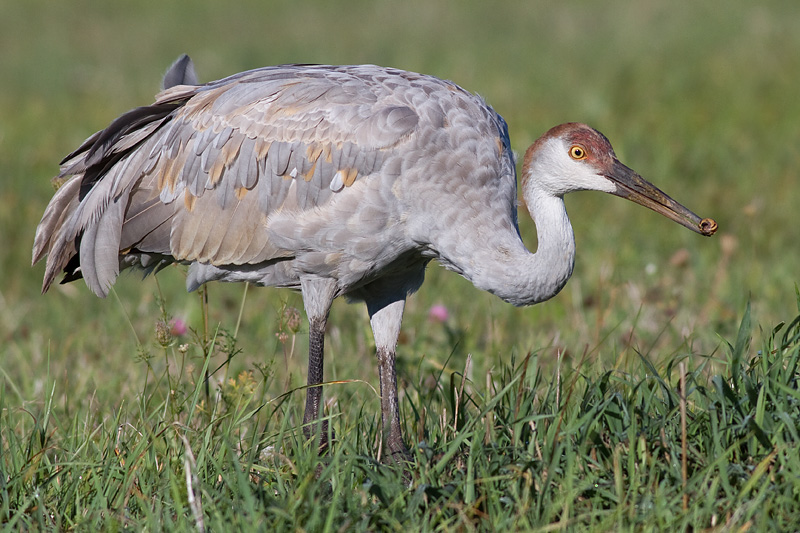 sandhill crane 175