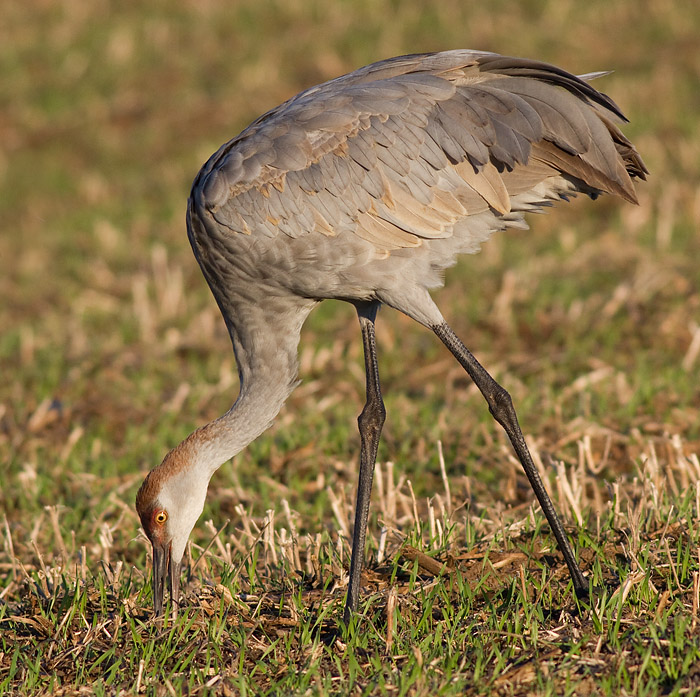 sandhill crane 211