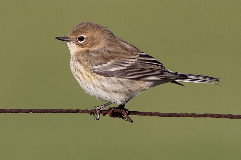 yellow rumped warbler 25