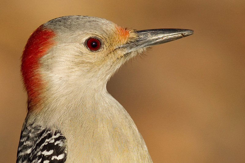 red-bellied woodpecker 256
