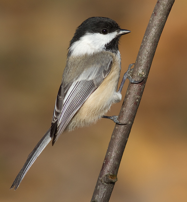 chickadee 553