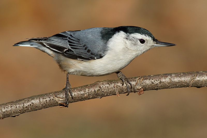 nuthatch 259