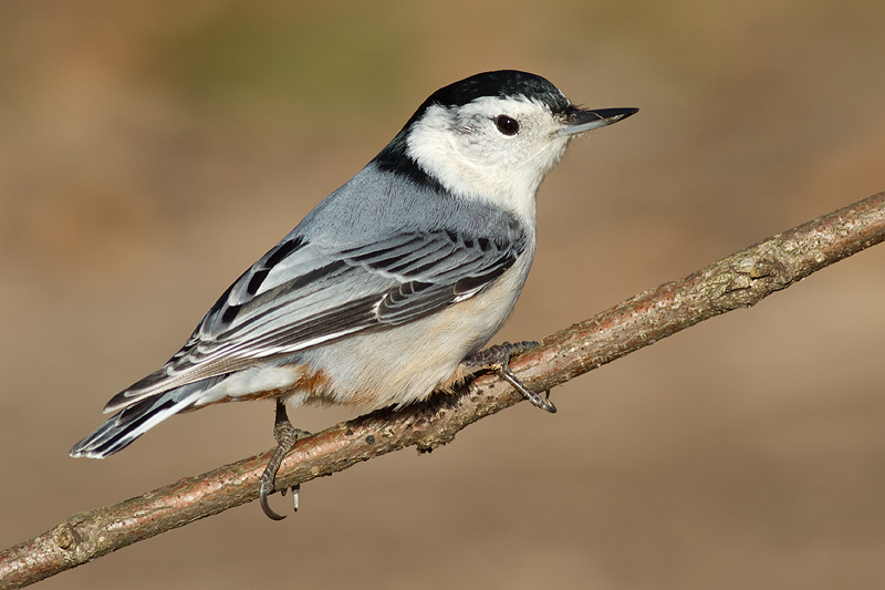 nuthatch 260