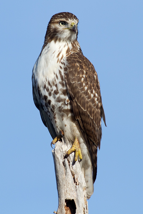 red-tailed hawk 338