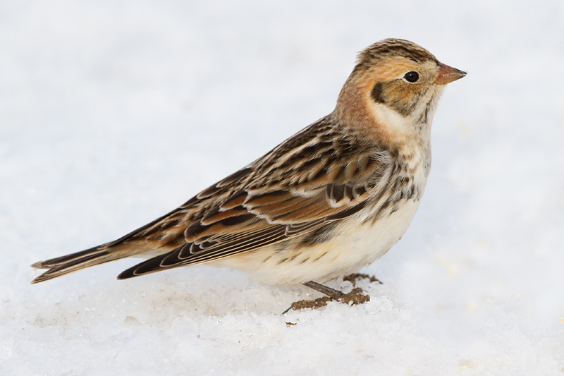 lapland longspur 45