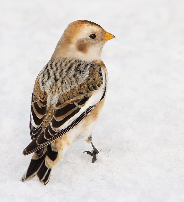snow bunting 47