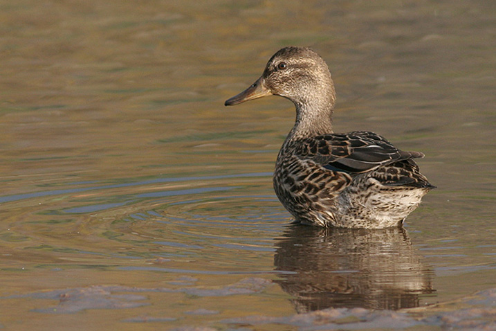 green winged teal 7