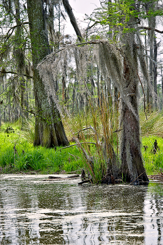 The Bayou LaBranche
