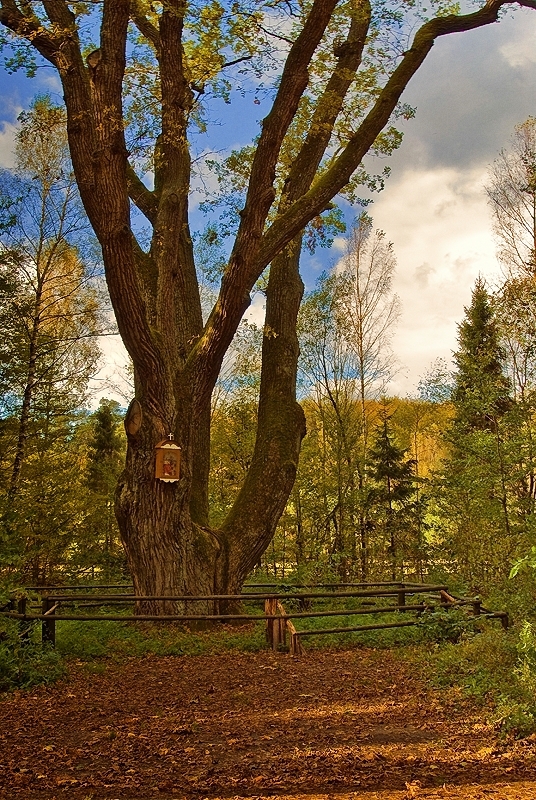  The Florian Oak