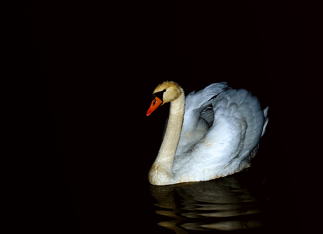 White Beauty on the Black