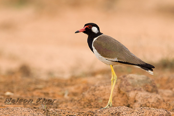 Nesting Record of Red Wattled Lapwing