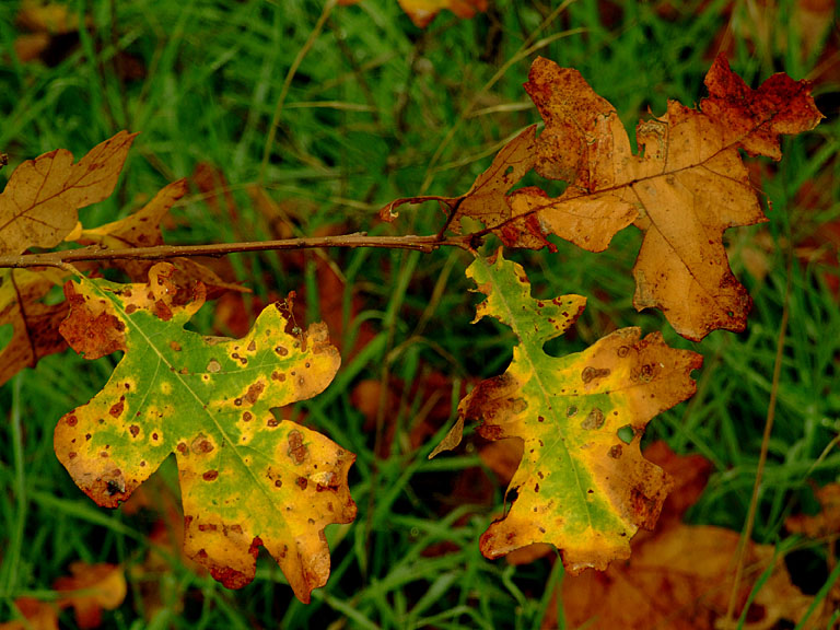 Valley Oak Leaves in Fall 2.jpg