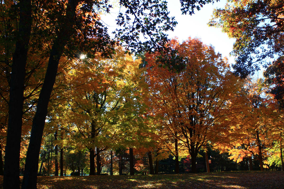 More Autumn Colors<BR>October 19, 2008