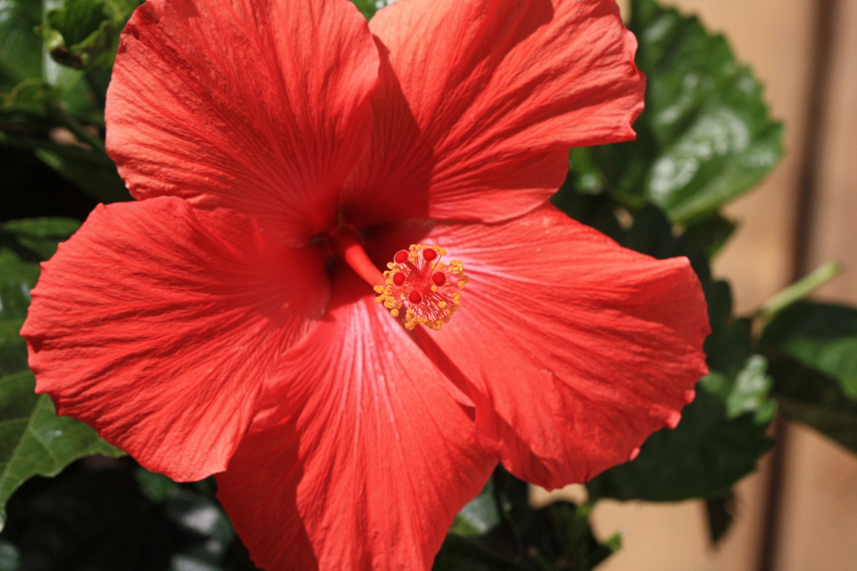 Red Hibiscus<BR>May 13, 2009