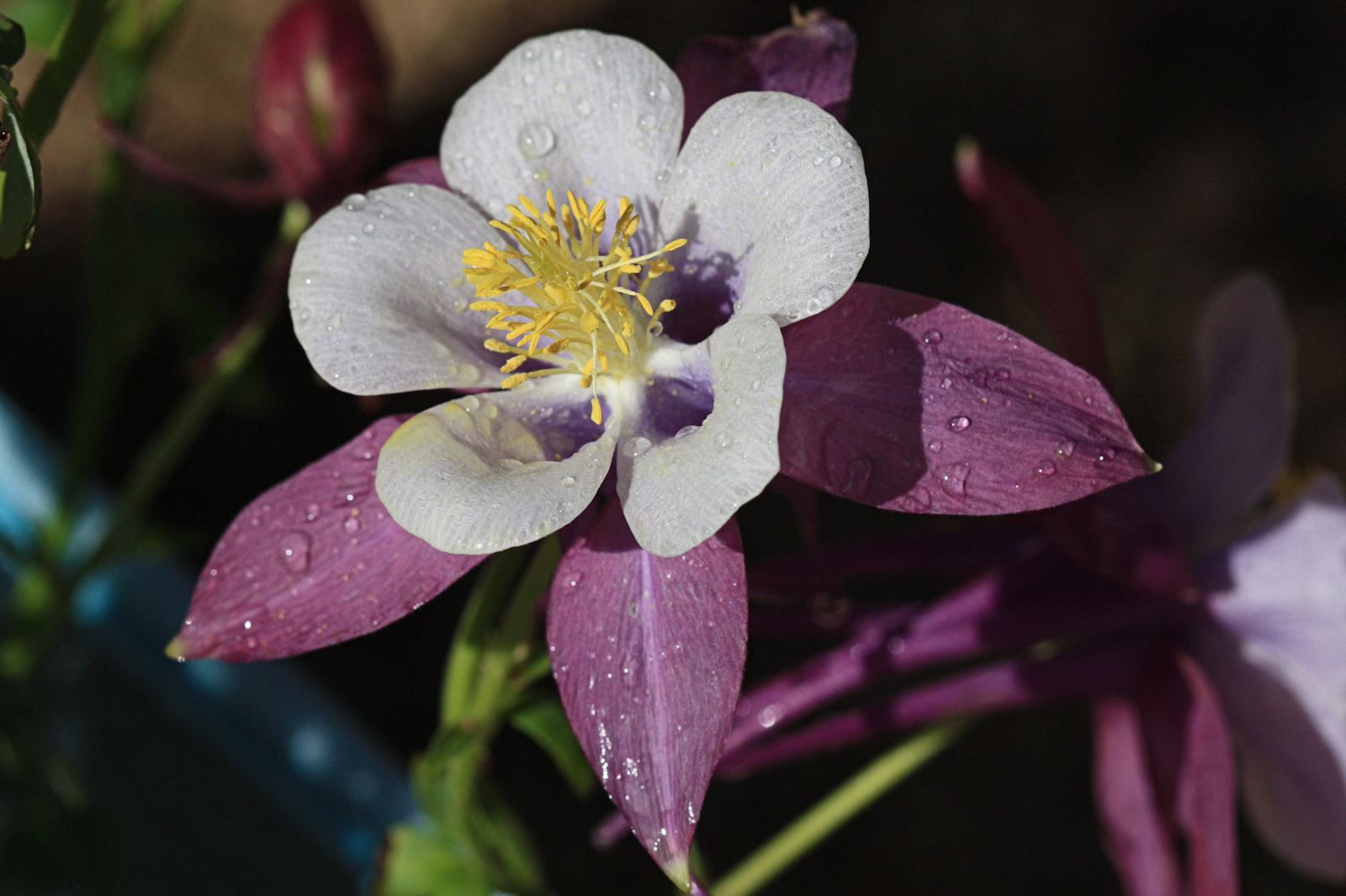 Waterdrops on Columbine - Macro<BR>April 9, 2011