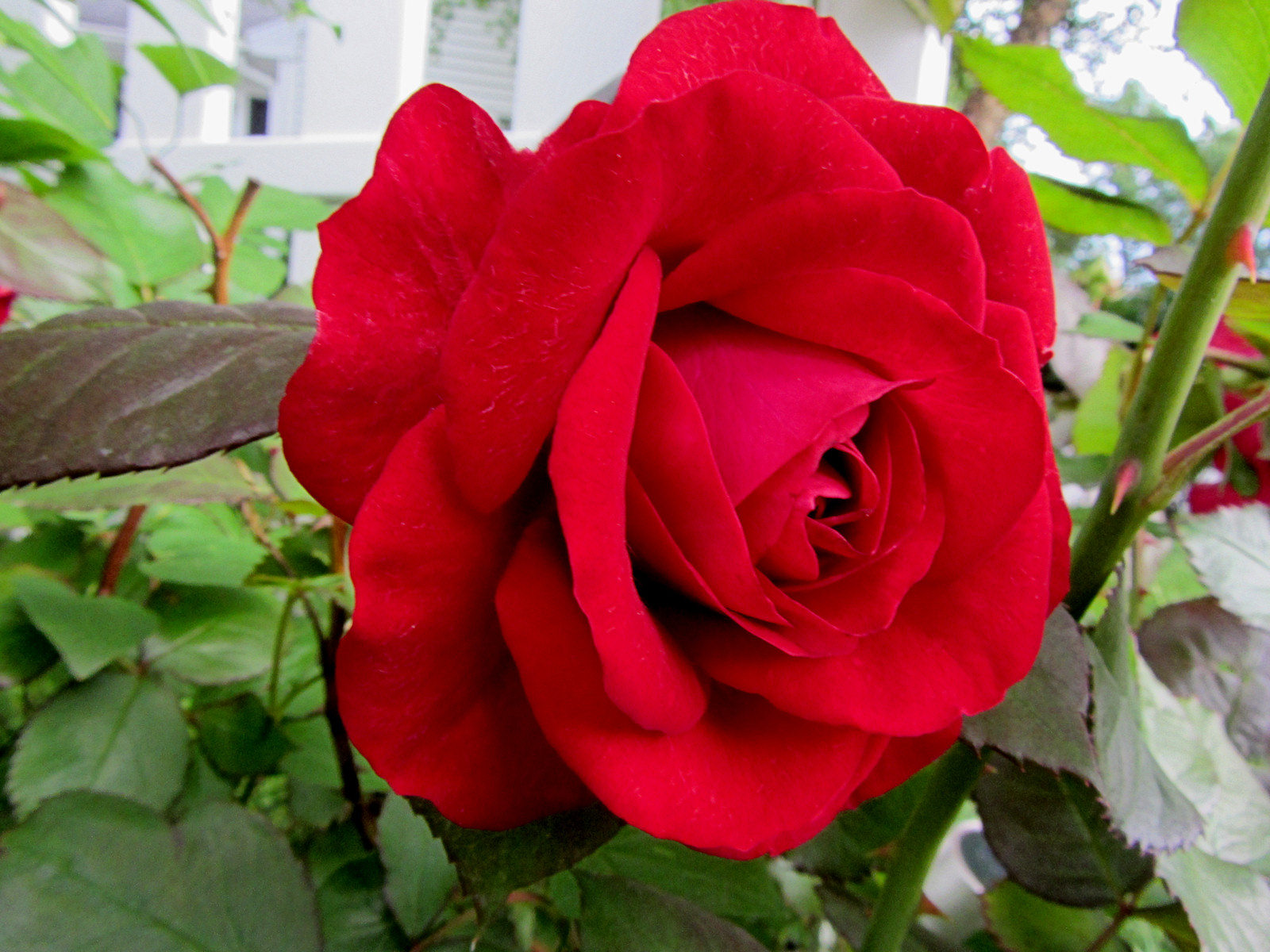 Red Rose<BR>June 7, 2011