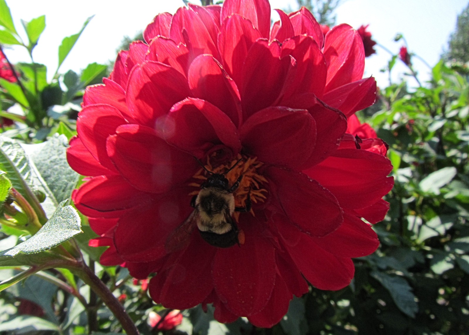 Bumble Bee on Red Flower<BR>September 2, 2011