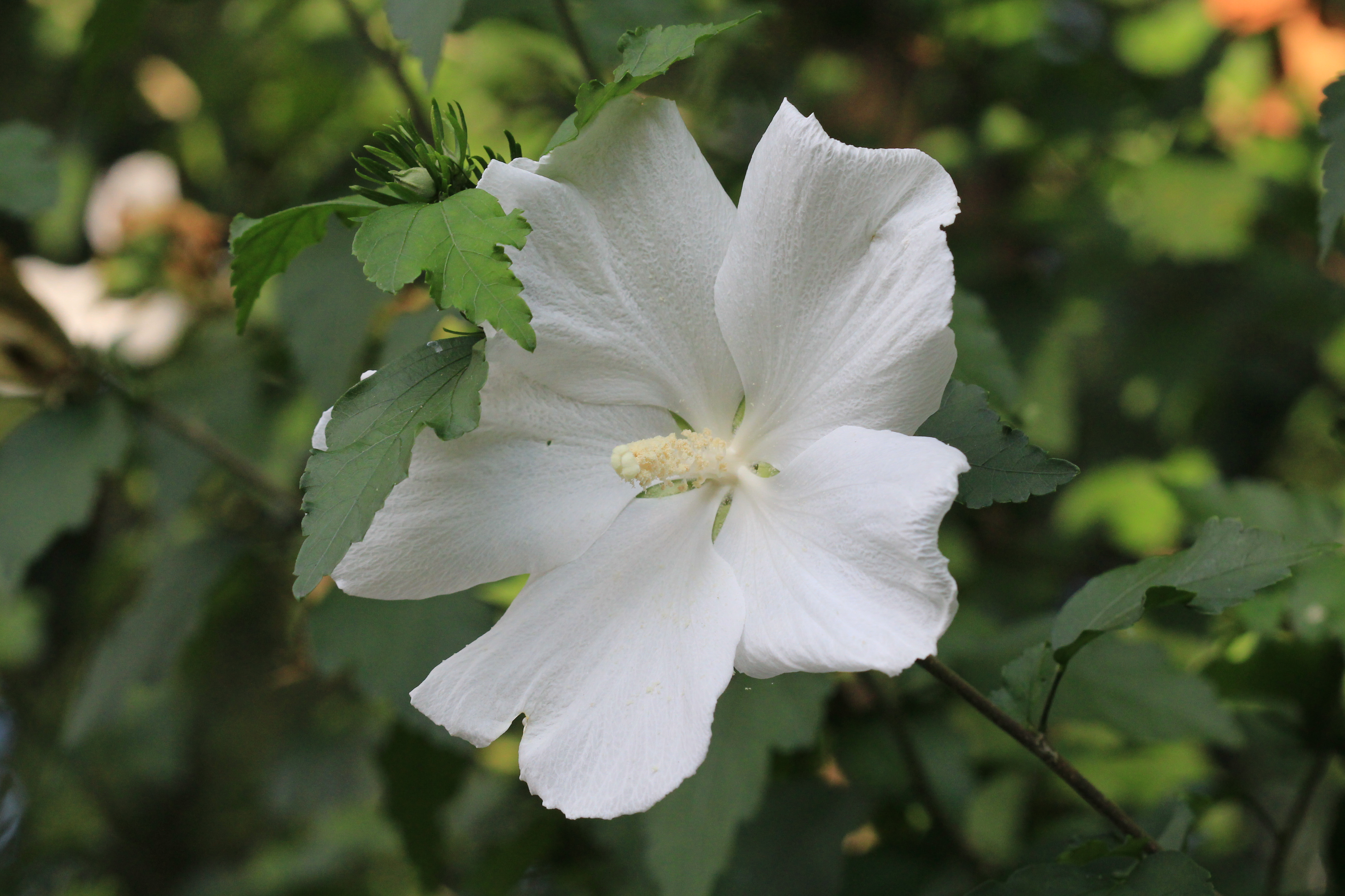 Althea Rose of Sharon<BR>August 4, 2012