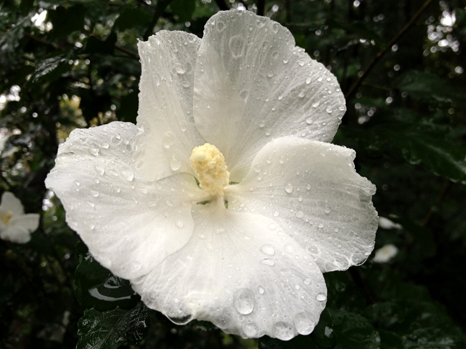 Waterdrops on Althea<BR>September 28, 2012