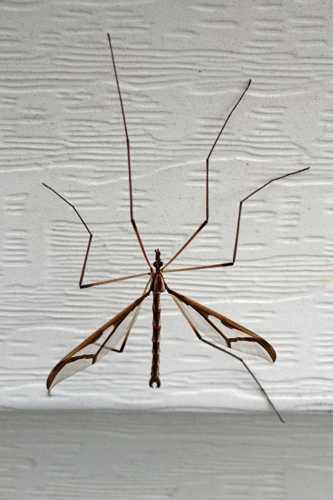 Large Insect on House Siding<BR>October 15, 2012