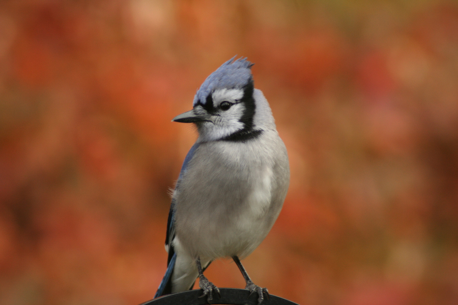 Bluejay<BR>November 8, 2007
