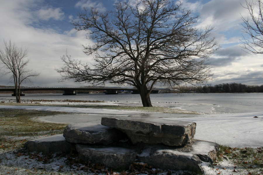 Tree and Stones<BR>December 4, 2007