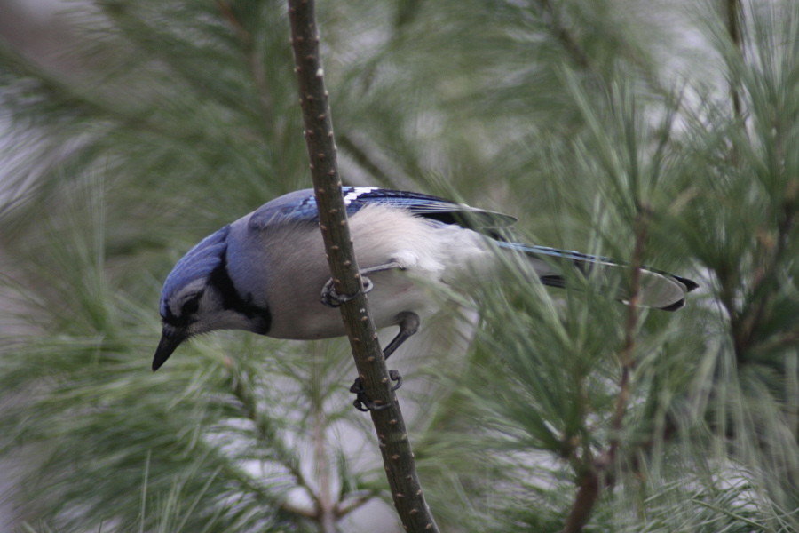 Bluejay