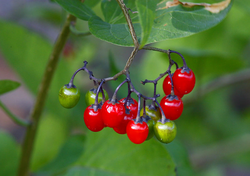 Besksta (Solanum dulcamara)