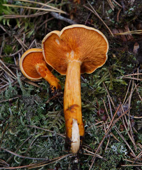 Narrkantarell (Hygrophoropsis aurantiaca)