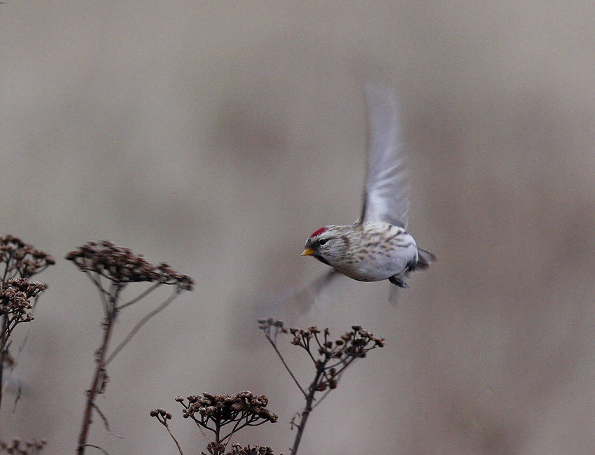 Common Redpoll (Carduelis flammea)