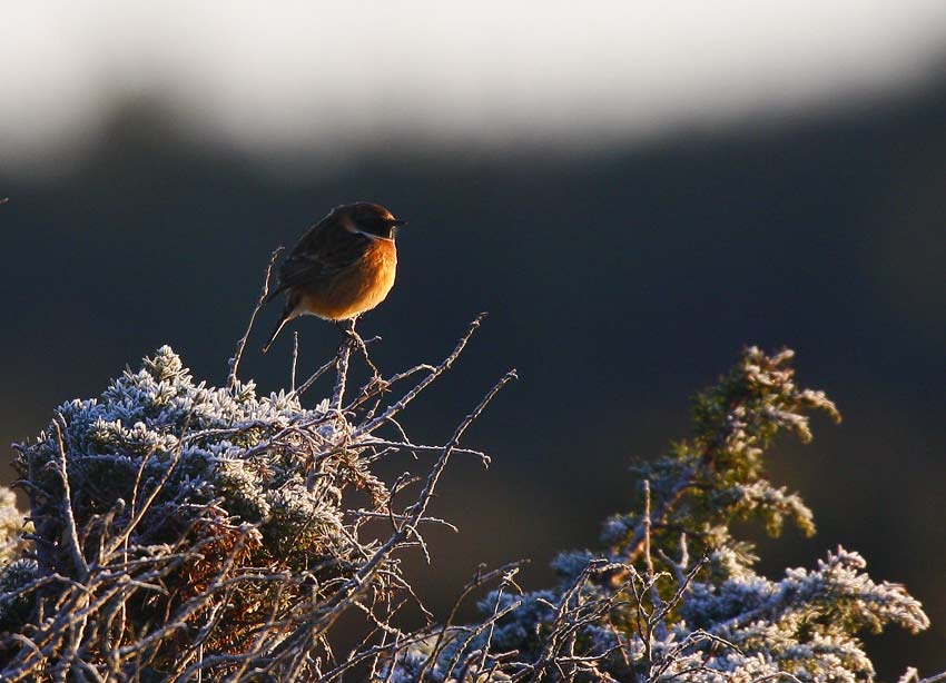 Stonechat (Saxicola torquatus)