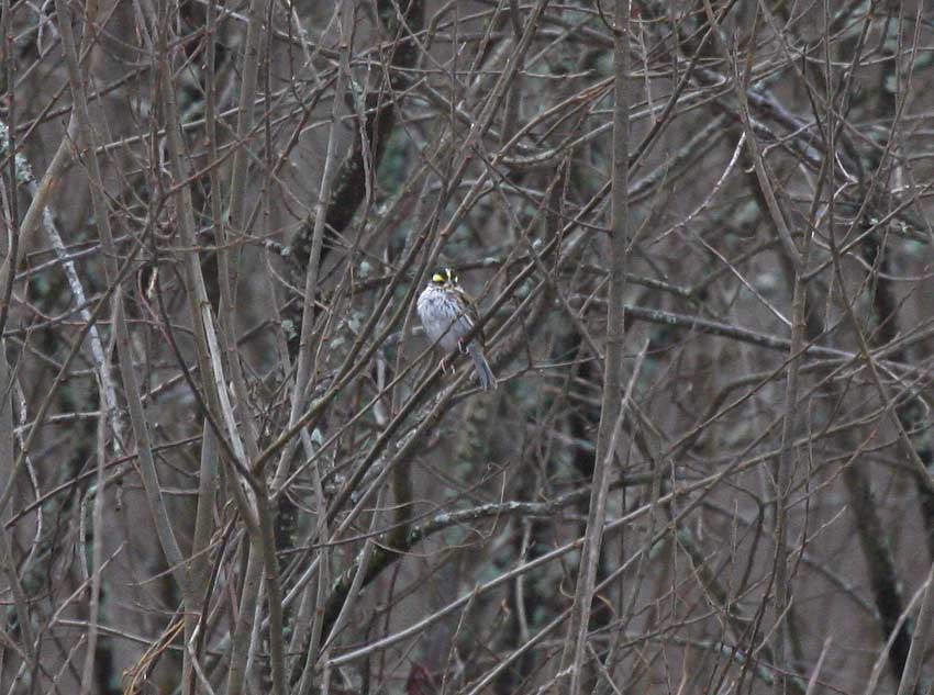 Yellow-browed Bunting (Emberiza chrysophrys)