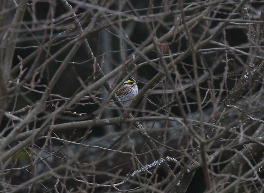 Yellow-browed Bunting (Emberiza chrysophrys)