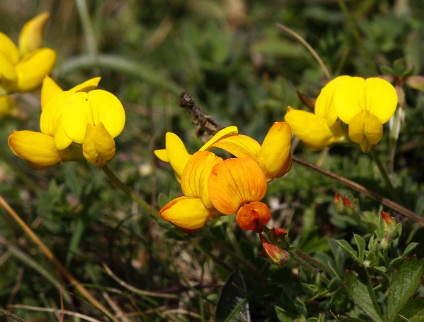 Kringtand (Lotus corniculatus)