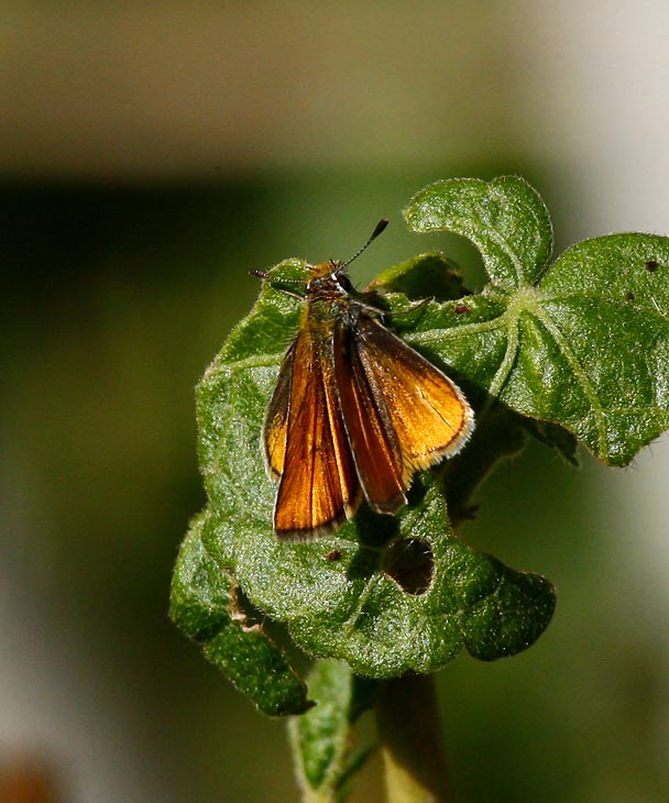 Southern Skipperling (Copaeodes minima)