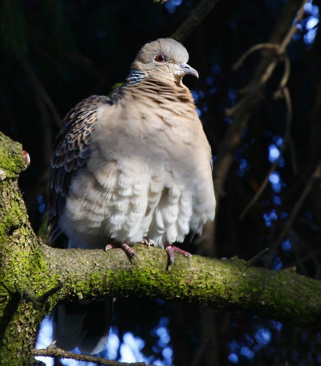 Oriental Turtle Dove (Streptopelia orientalis)