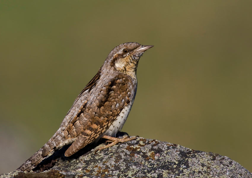 Wryneck (Jynx torquilla)