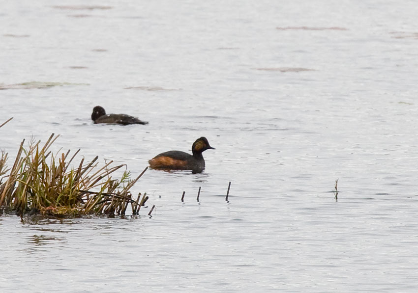 Black-necked Grebe (Podiceps auritus)