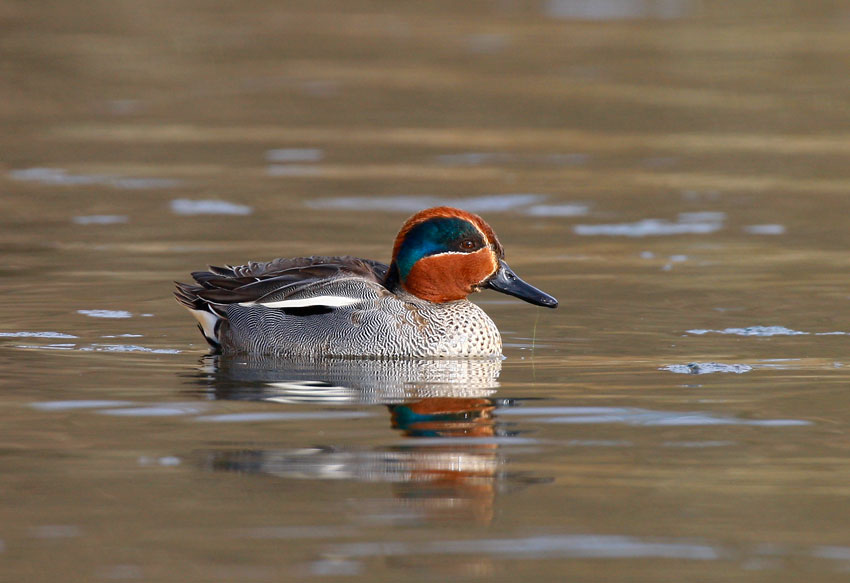 Eurasian Teal (Anas crecca)