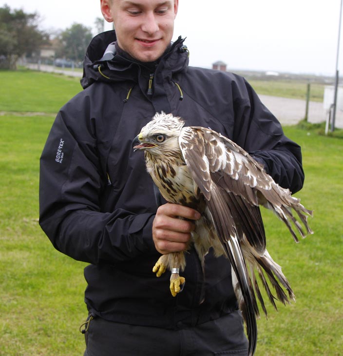 Rough-legged Buzzard (Buteo lagopus)