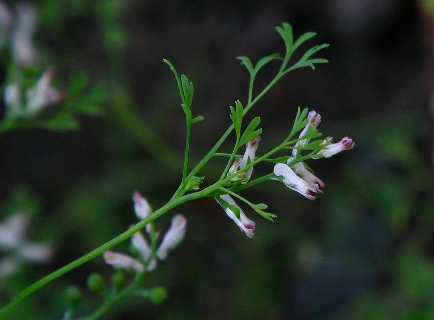 Blek jordrk (Fumaria vaillantii)