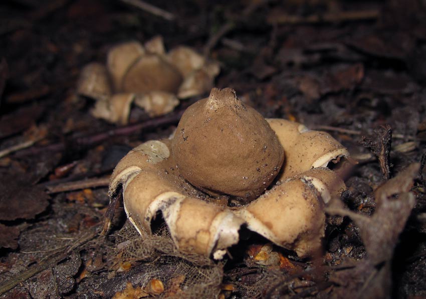 Fransig jordstjrna (Geastrum fimbriatum)