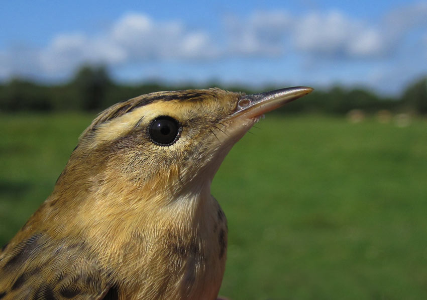 Sedge Warbler (Acrocephalus schoenobaenus), 1K