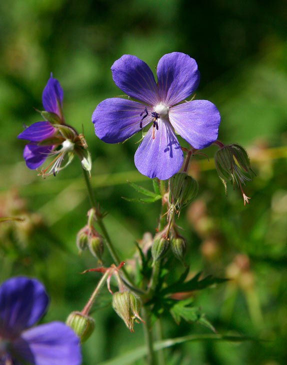 ngsnva (Geranium pratense)