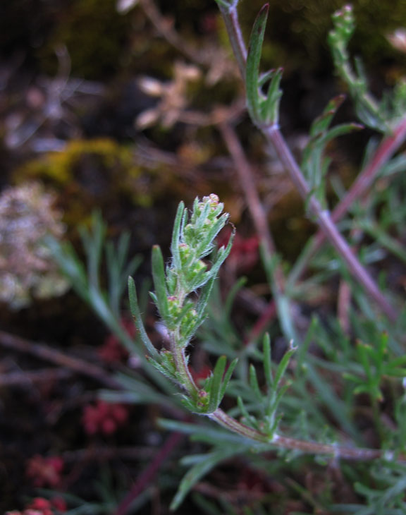 Fltmalrt (Artemisia campestris)