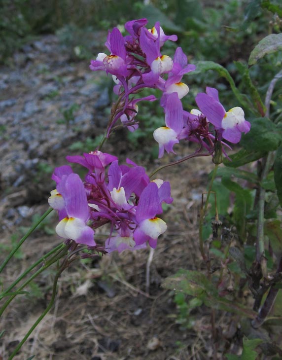 Frgsporre (Linaria maroccana)
